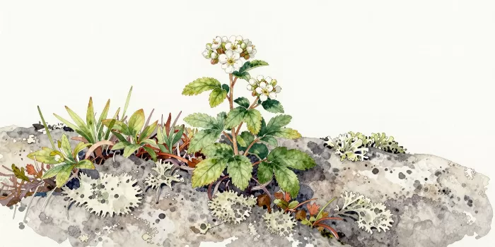 Bunchberry Bloom