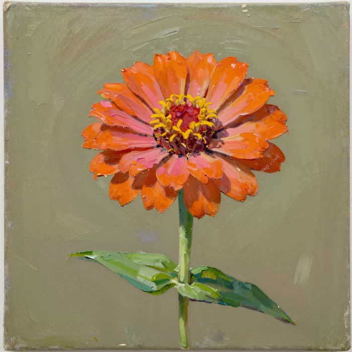 Zinnia Impasto