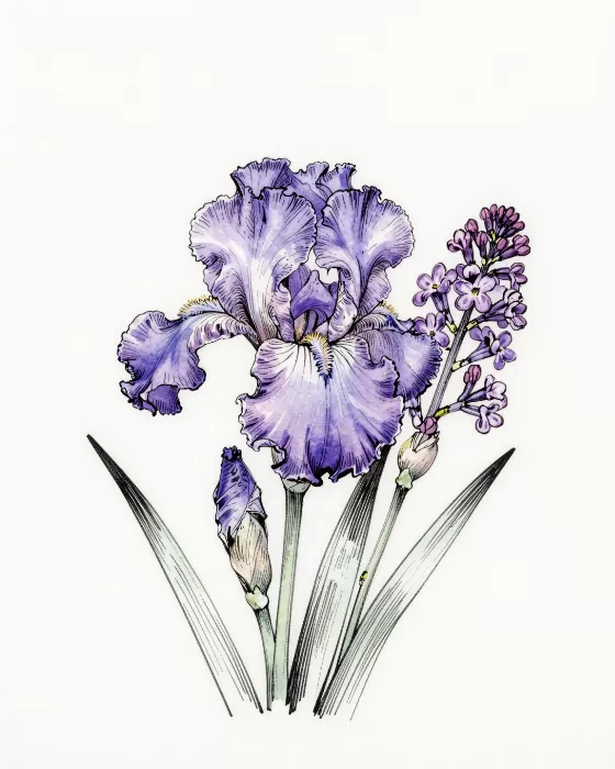 Iris Lilac