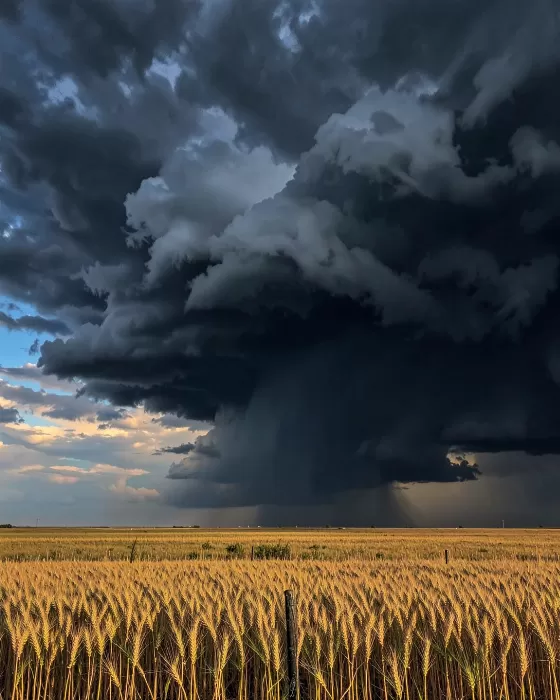 Wheat Field Tempest