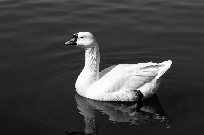 Solitary Grace