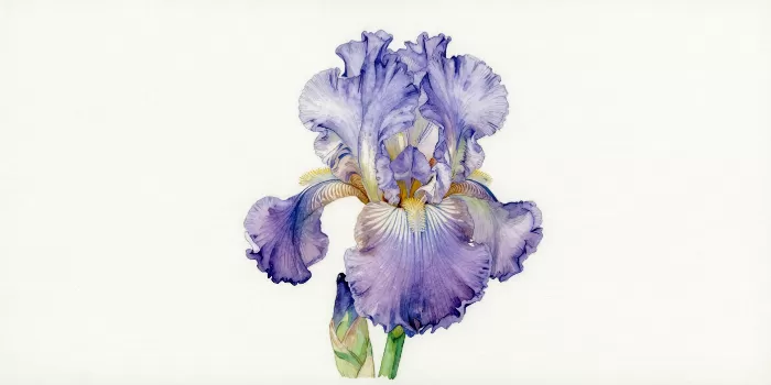 Purple Iris