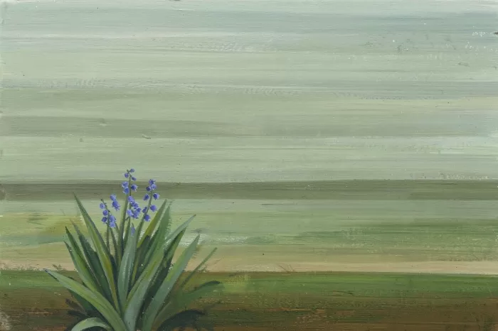 Bluebell Field