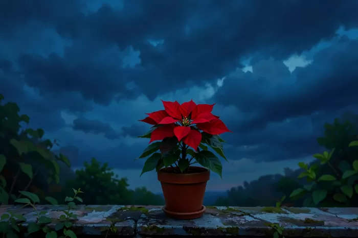 Poinsettia Ledge