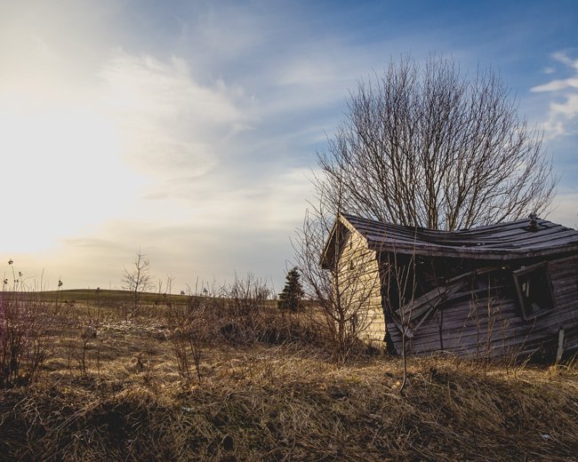I Stand Alone - Newfoundland art print