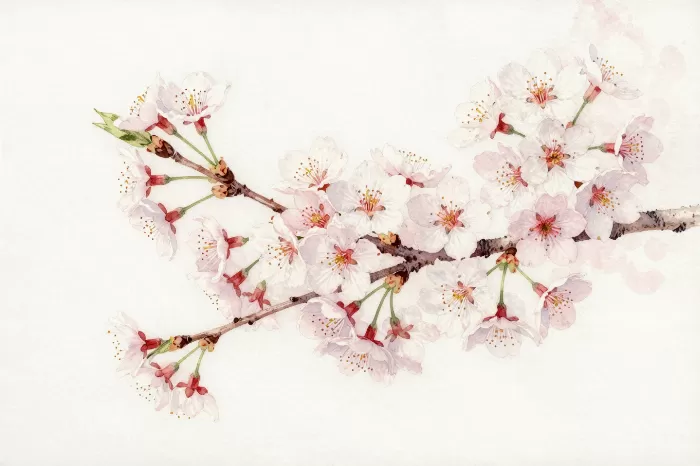 Sakura Bloom