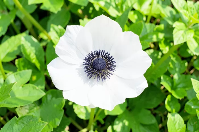 Open Anemone