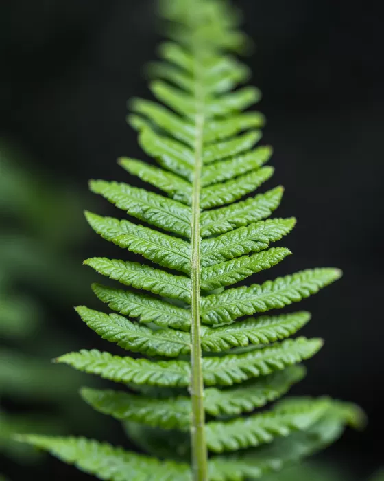 Fiddlehead Veins