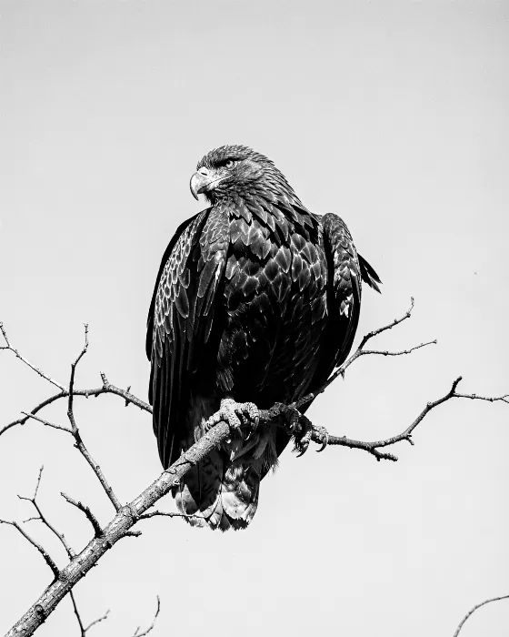 High Contrast Hunter
