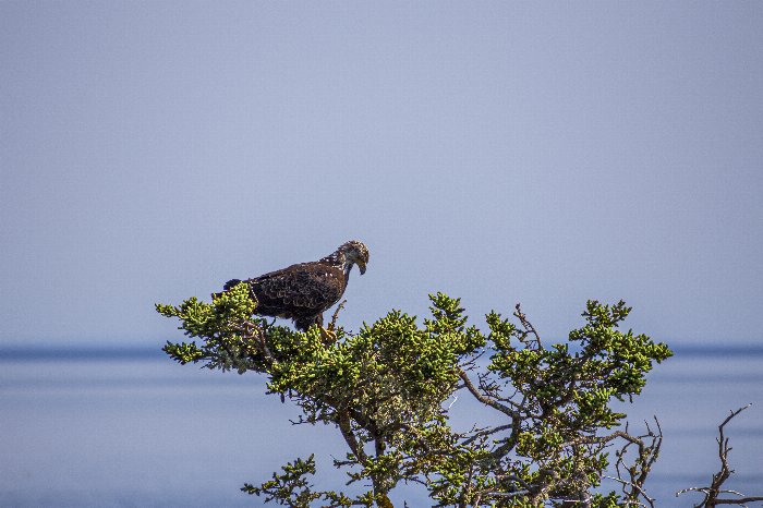 Eagle Eyes - Newfoundland art print