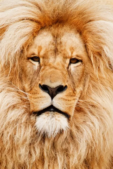 Lion Up Close