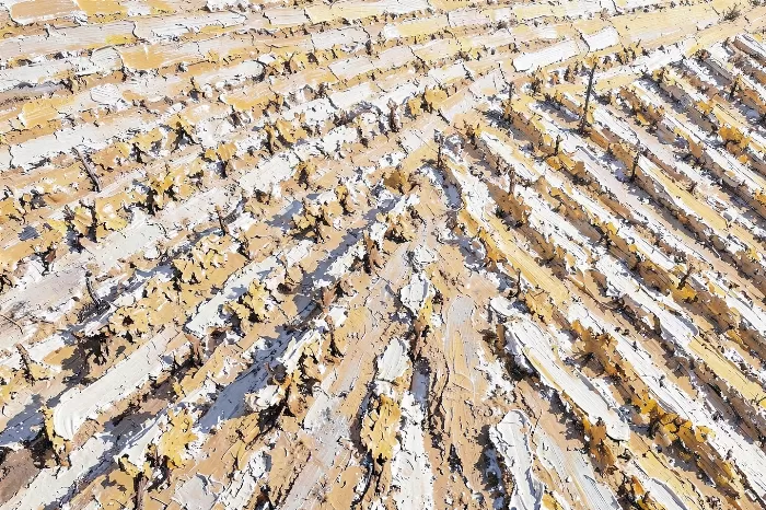 Vineyard Relief
