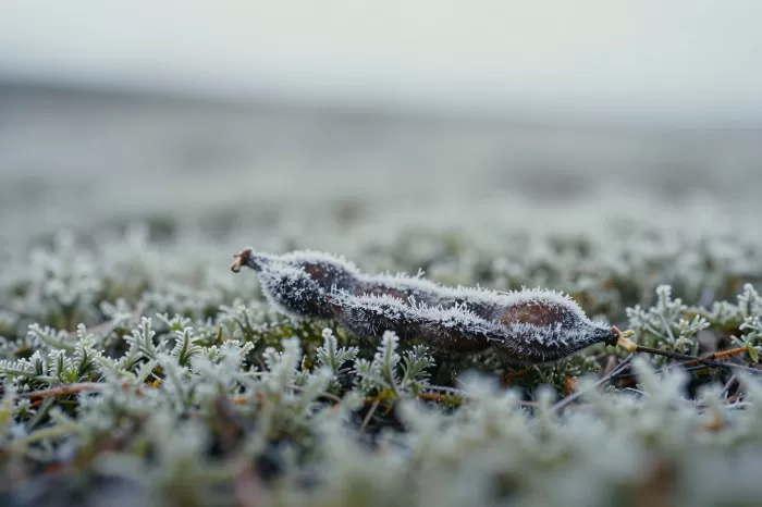 Frosted Pod