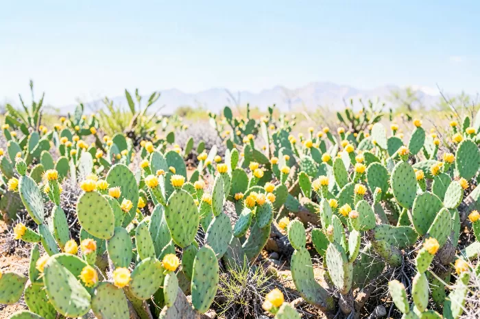 Sonoran Spring