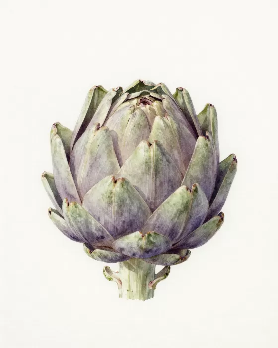 Sage Artichoke