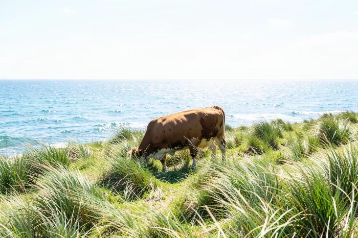 Dune Grazer