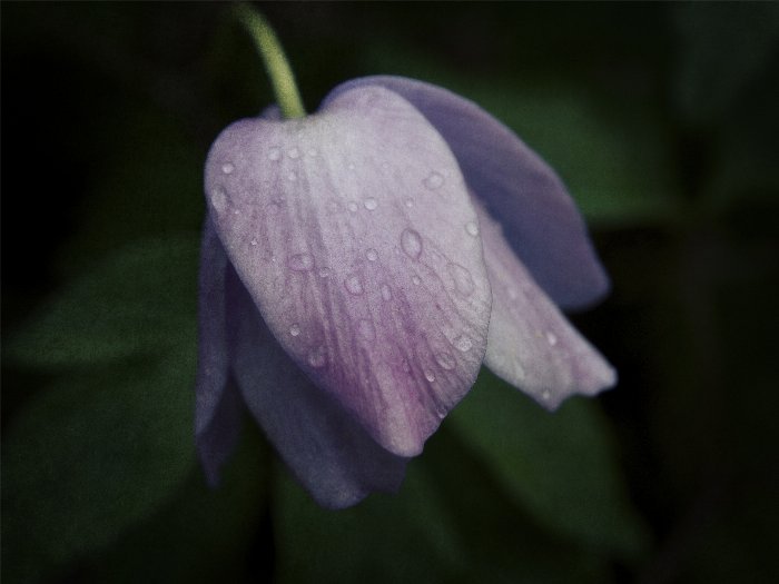 Morning Dew - Newfoundland art print