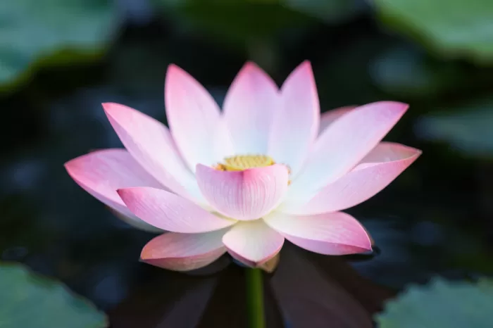 Lotus Veil