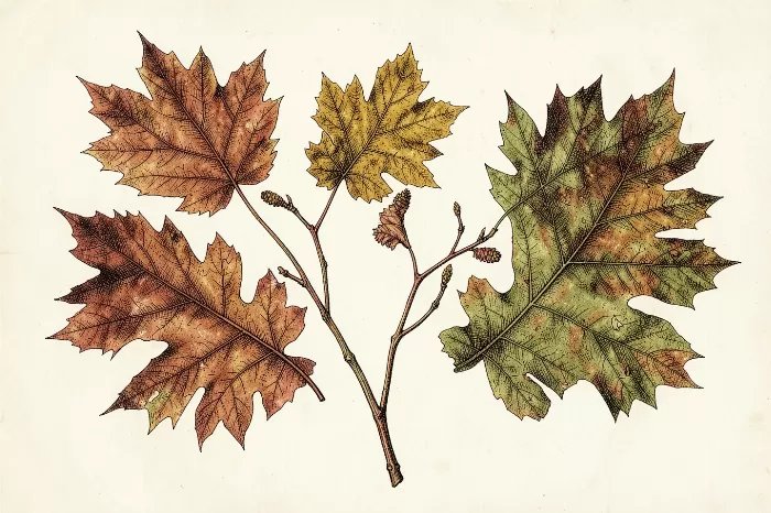 Vintage Foliage