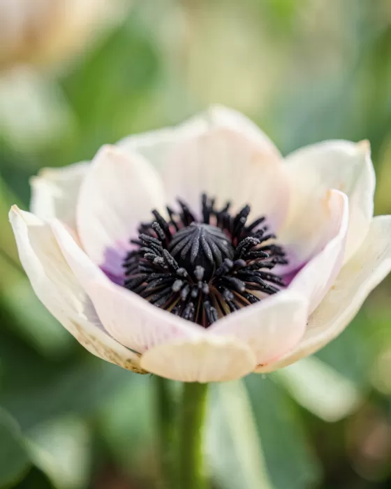 Anemone Core