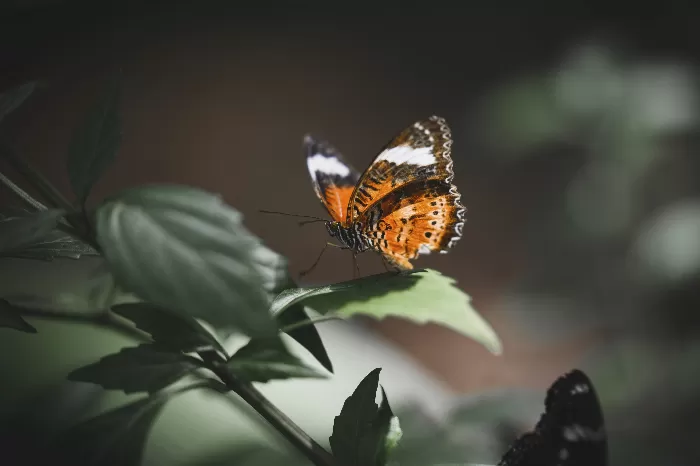 tortoiseshell butterfly on a leaf