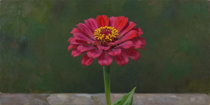 Magenta Zinnia