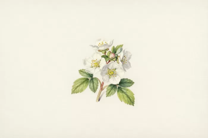 Bunchberry Study