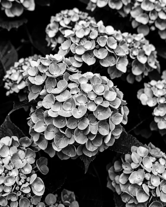 Charcoal Petals