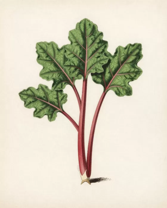 Rhubarb Crimson