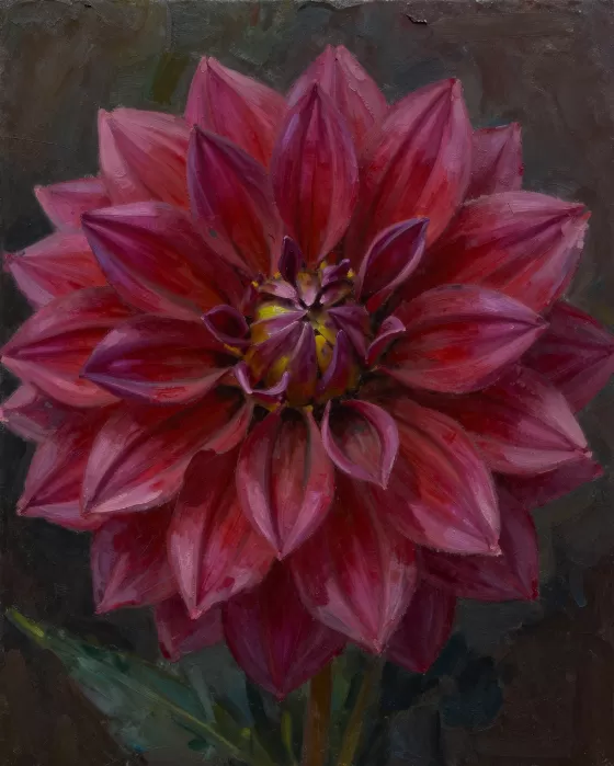 Dahlia Nocturne