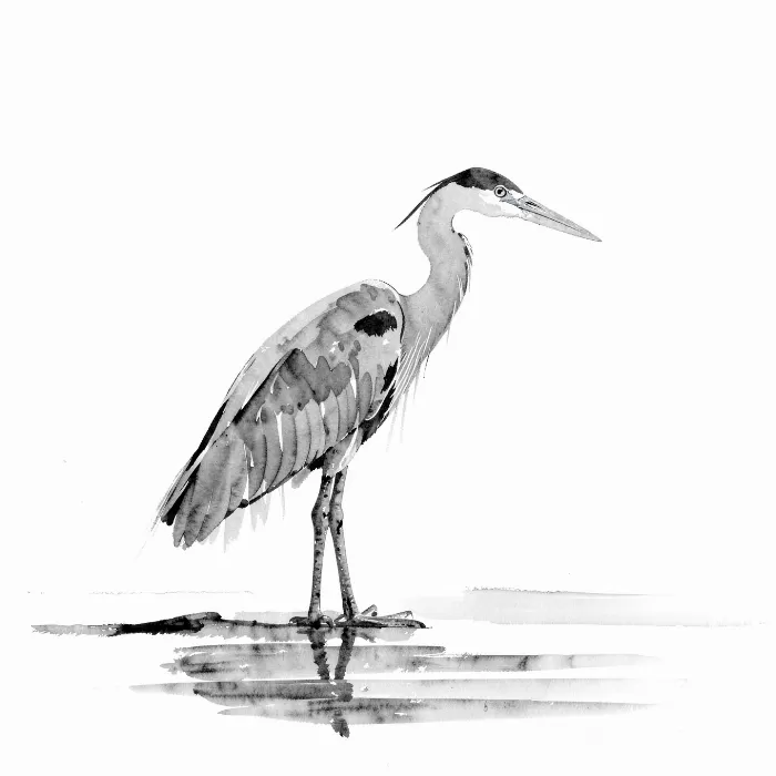 Still Heron III