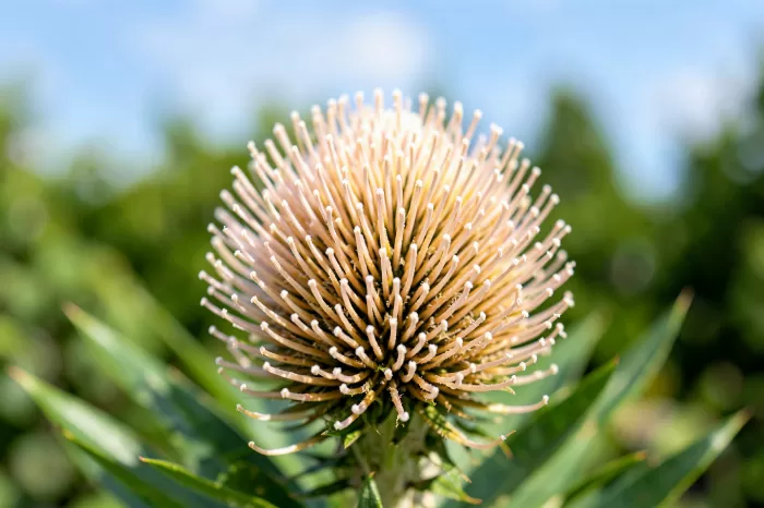 Banksia Glow