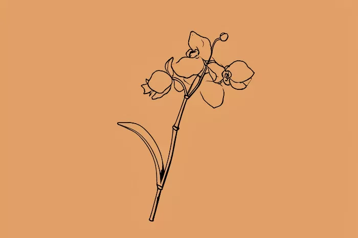 Orchid Stroke