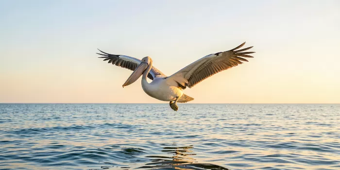 Coastal Glide
