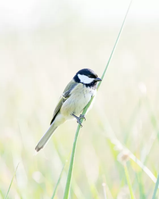 Morning Chickadee