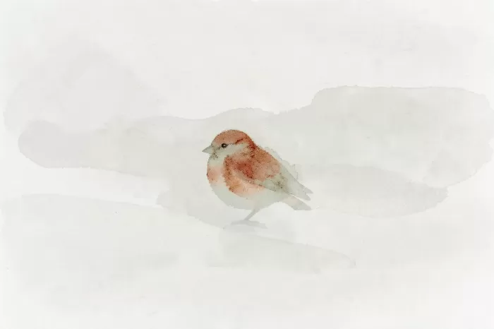 Sparrow Wash