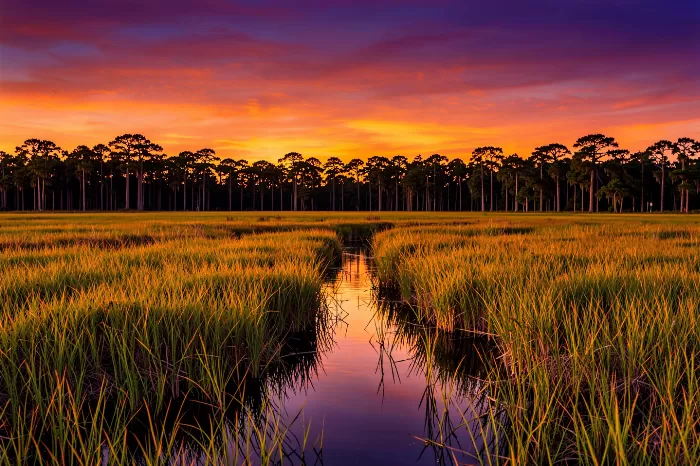 Everglades Amber