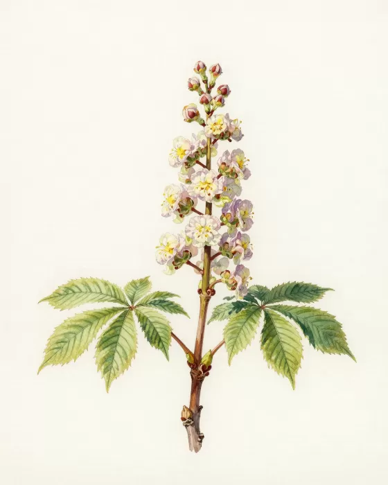 Chestnut Spring