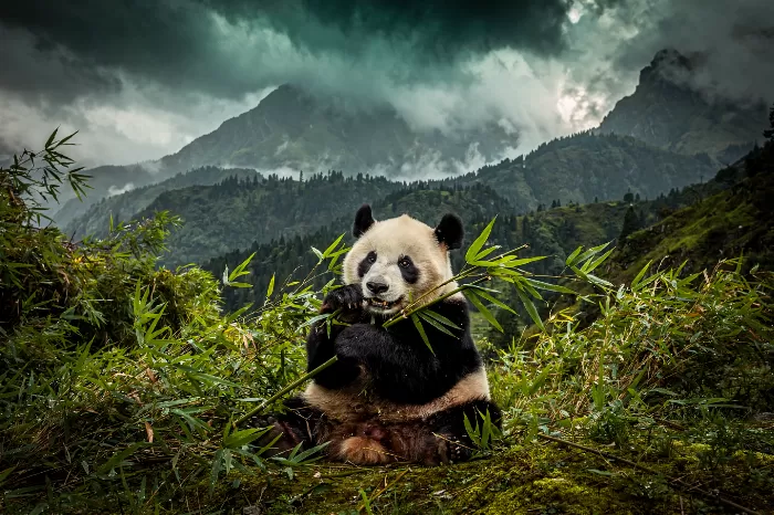 Emerald Panda