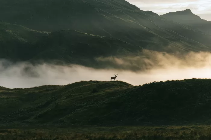 Highland Mist