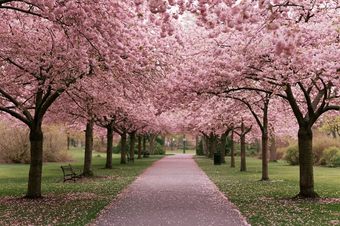Blossom Path