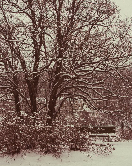 Park Snow - Newfoundland art print