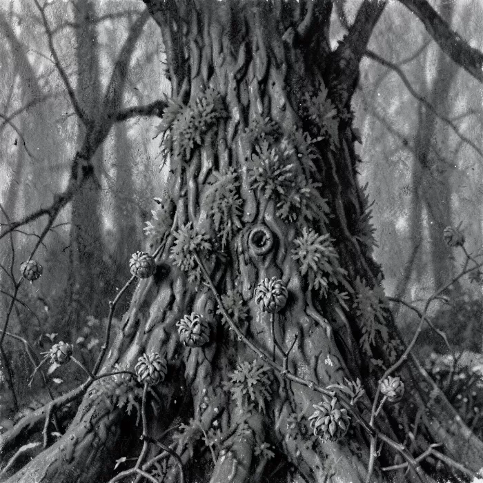 Forest Shade