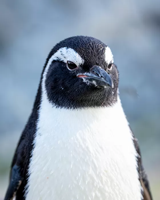 Penguin Portrait