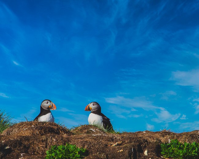 A Puffins Gaze - Newfoundland art print