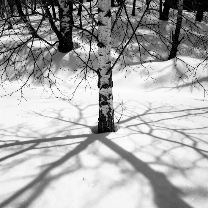 Birch Shadow