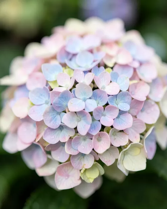 Dewy Florets
