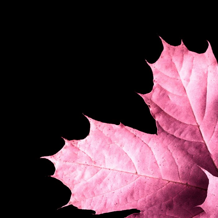 Autumn At Last - Newfoundland art print