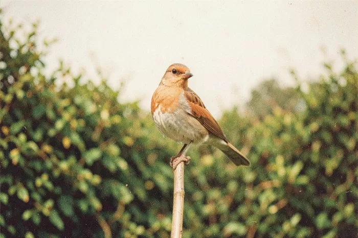 Vintage Visitor