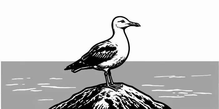 Coastal Gull